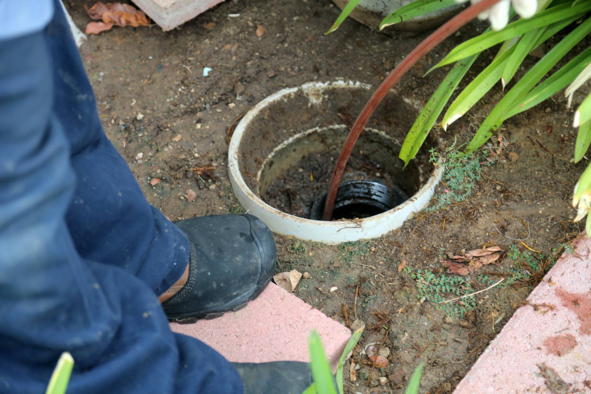 A person in blue pants and black shoes stands next to an open outdoor drain pipe, with a brown hose inserted into the pipe, surrounded by dirt, leaves, and plants.