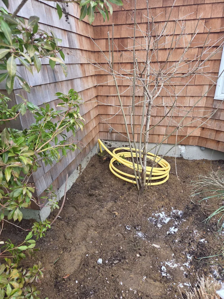 A coiled yellow garden hose sits on bare soil near a small leafless shrub, next to a wooden shingle house corner. Some green plants and a patch of white residue are visible in the garden bed.