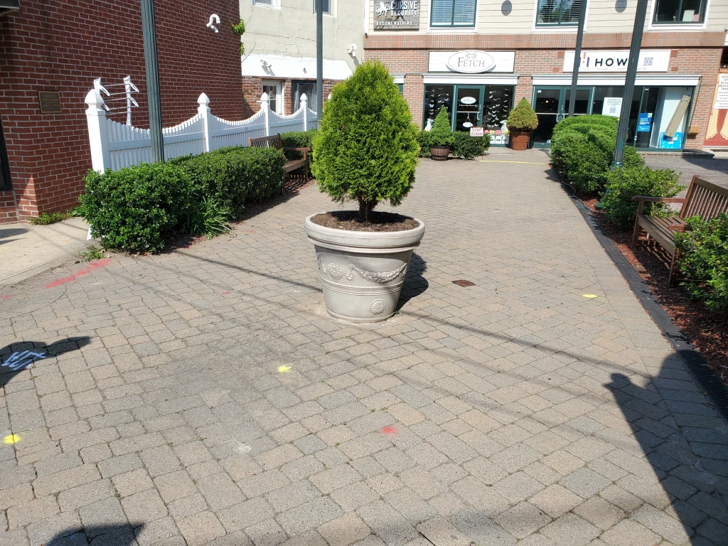 A large potted evergreen tree sits in the middle of a brick walkway lined with bushes and benches on both sides, with buildings and storefronts visible in the background.